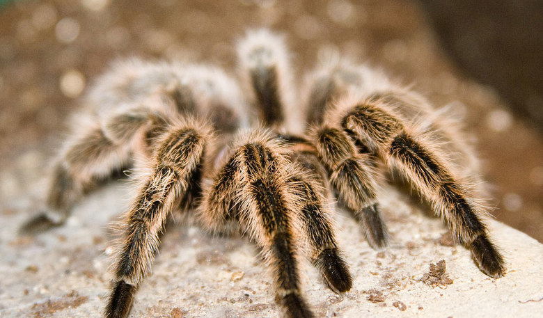 Tarantula comp. A tarantula doesn't use a web to ensnare prey, though it may spin a trip wire to signal an alert when something approaches its burrow. These spi