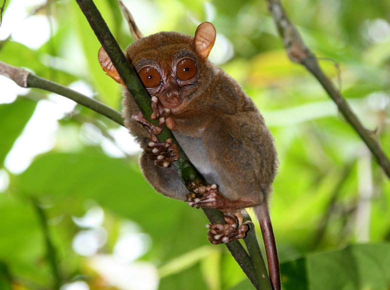 Tarsier comp. .. This comp is dedicated to user immatakeaduty