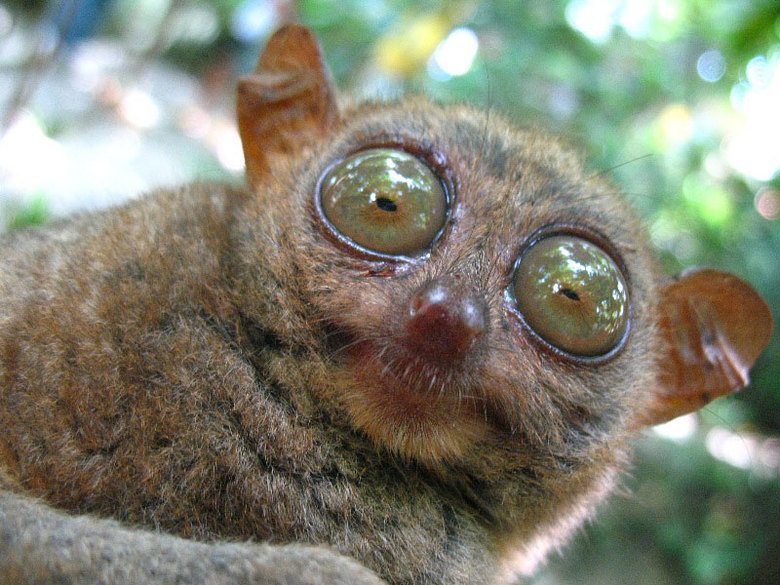Tarsier comp. .. This comp is dedicated to user immatakeaduty