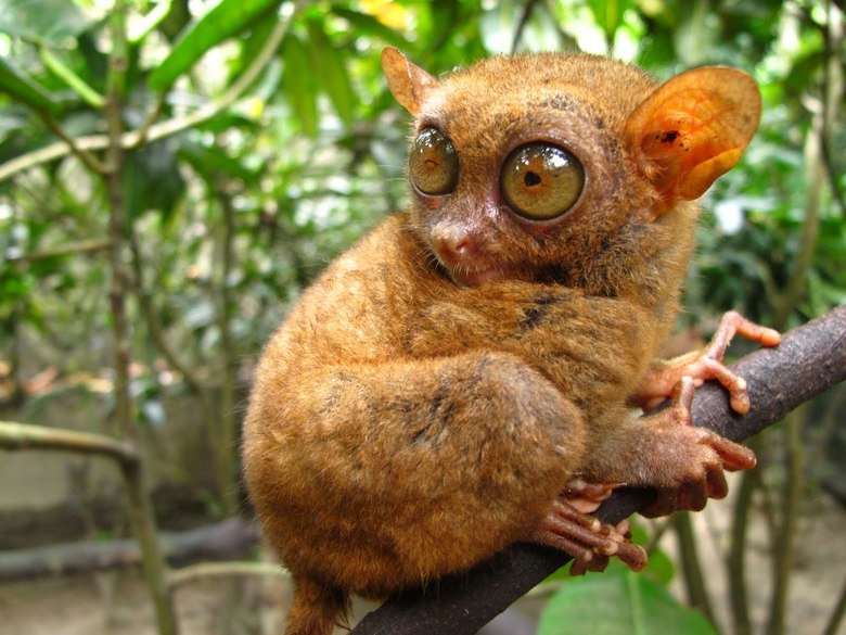 Tarsier comp. .. This comp is dedicated to user immatakeaduty