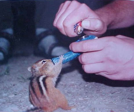 The WTF World We Live In. .. That lawnmower one actually looks really damn cool, especially if you have hard ground and a flat yard.