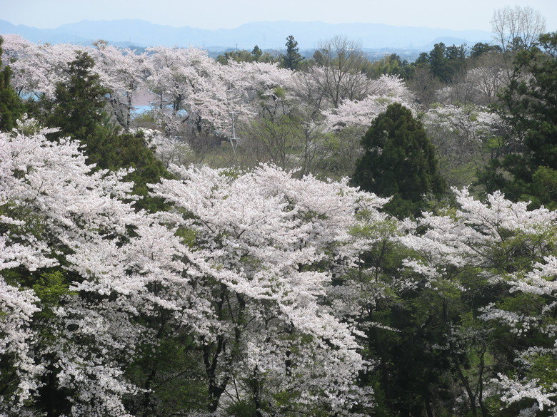 This is my Japan. My buddy and I went for a month in Japan and here are some pics, hope you enjoy! And this is just a few pics My buddy and I went for a month i