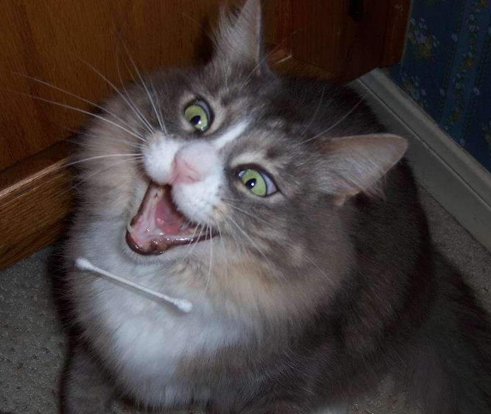 Throwing Q-Tips to My Cat. .. Connection to billions, unlimited knowledge accessible... stupid cat pictures.