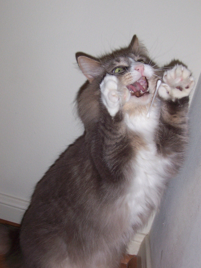 Throwing Q-Tips to My Cat. .. Connection to billions, unlimited knowledge accessible... stupid cat pictures.