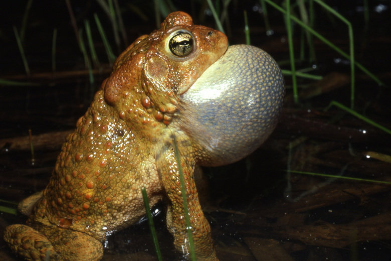 Toad comp. Toads have a pair of parotoid glands on the back of their heads. These glands and the skin in general, contain a poison which the toad excretes if fe