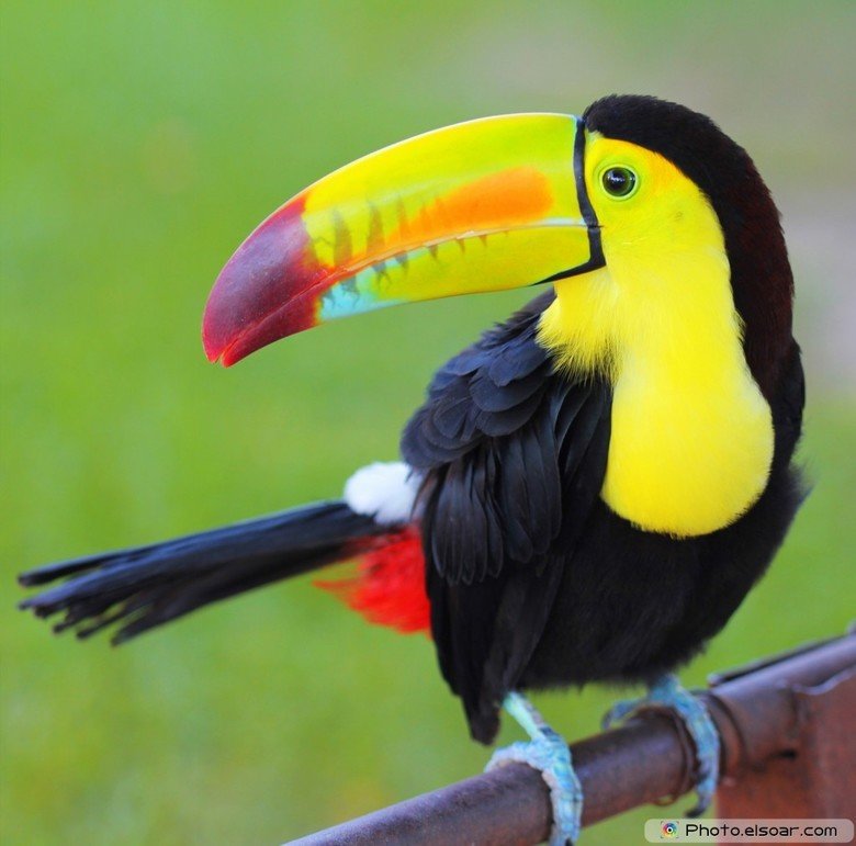 Toucan comp. .. i dont care about your trees if i fits, i sits