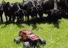 Cows Chase a Toy Car