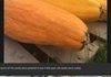 really cool old squash
